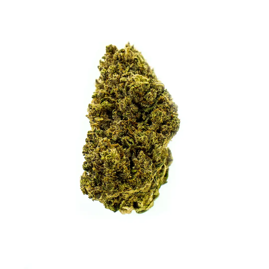 Northern Light