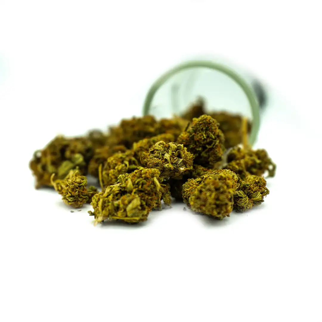 Small Buds Blueberry