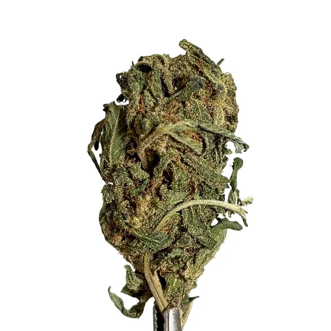 Magic Purple 20%